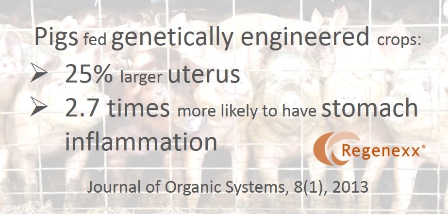 research paper on gmo food research paper on gmo food