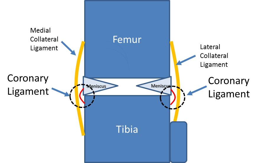 What the Heck is the Knee Coronary Ligament and What does that Have to