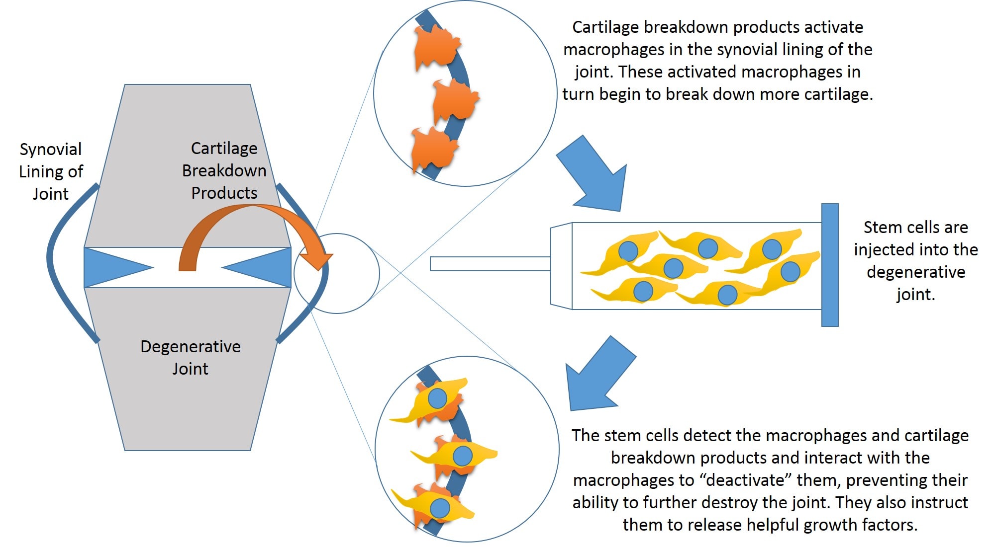 stem cell research for arthritis