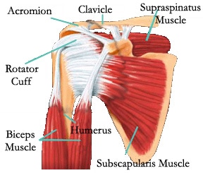 Left Shoulder Posterior Shoulder right cardiovascular section hip left easynotecards